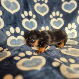 Buff - Tricolors male French Bulldog puppy in Alexander City, Alabama from Lake Martin Fancy Frenchies