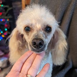 Maddie - Poodle