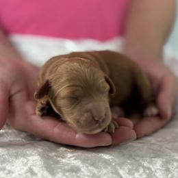 Lilly - Red  female Goldendoodle puppy in Somerset, Ohio from Odyssey Pups