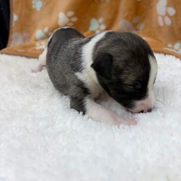 Octavious - White and fawn brindle male Whippet puppy in West Plains, Missouri from Sycamore Ridge Puppies