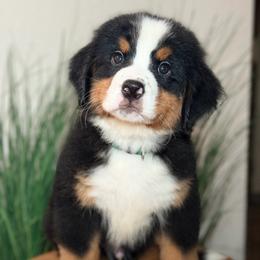 Army boy - Tri-color male Bernese Mountain Dog puppy in Yuciapa, California from AlltheDoodlez_