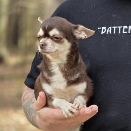Lady Godiva - Chihuahua