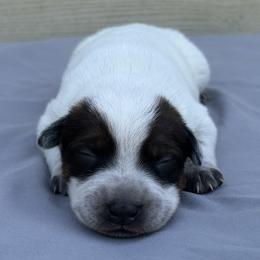 Abel - Red mottled male Australian Cattle Dog puppy in Seneca, Missouri from MO Morningstar Heelers