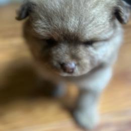 Ptolomy - Chocolate sable male Pomeranian puppy in Silver Springs, Florida from Gigi’s Pocket Poms