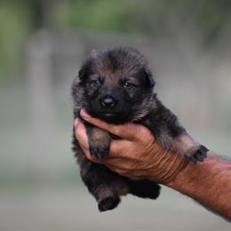 Light Blue - Sable female German Shepherd puppy in Cherryville, North Carolina from Masky Kennel