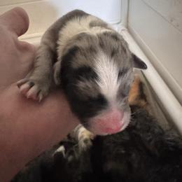 Chestnut - Blue merle male Australian Shepherd puppy in Wrightstown, New Jersey from Hartzland Farm Australian Shepherds