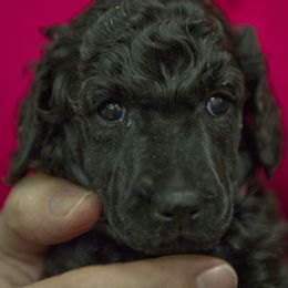 Poodle Puppies from Lido Rose C