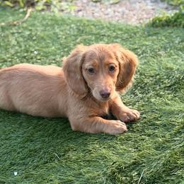 Sprout - Dapple male Dachshund puppy in Southwest Ranches, Florida from Breezy Florida Dachshunds
