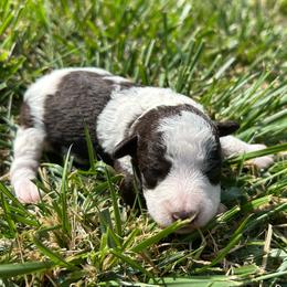 Lillian - Parti female Miniature Schnauzer puppy in Clover, South Carolina from Bobo’s Babies Kennels