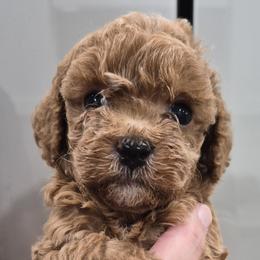 Ruby - Red  female Poodle puppy in Chandler, Arizona from Fabi toy Poodle