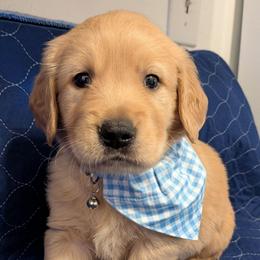 Walnut - Golden male Golden Retriever puppy in Pamplin, Virginia from Hope & Joy Acres