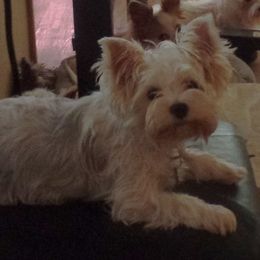 Tallula - Yorkshire Terrier
