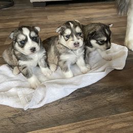 Siberian Husky Puppies from Fly Siberian