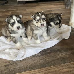 Siberian Husky Puppies from Fly Siberian