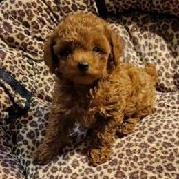 Poodle Puppies from Lowry Toy Poodles