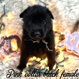 Pink collar - Black female German Shepherd puppy in Canterbury, Connecticut from Nachtwaechter German Shepherds, LLC