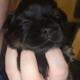 Boy 2 - Black and tan male Shih Tzu puppy in Norris City, Illinois from Dainty and Darling Shih Tzu