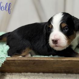 Wolf - Tri-color male Bernedoodle puppy in Henry, Illinois from Rowe Farms Doodles