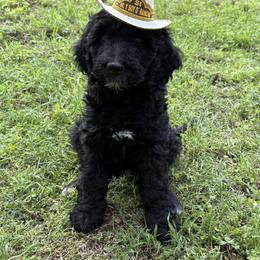 Golden Mountain Doodle Puppies from Turpin Ranch