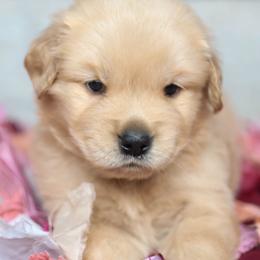 Golden Retriever and Labrador Retriever Puppies from Dublin Rise