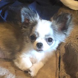 Thimblena - Chihuahua