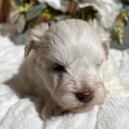 Zack (Black) - White male Miniature Schnauzer puppy in Menifee, California from Moonshine’s Minis