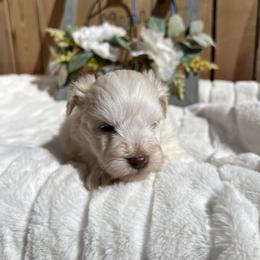 Zack (Black) - White male Miniature Schnauzer puppy in Menifee, California from Moonshine’s Minis