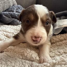 Teddy - White and red male Border Collie puppy in Mckinney, Texas from Border Collies of Ruidoso