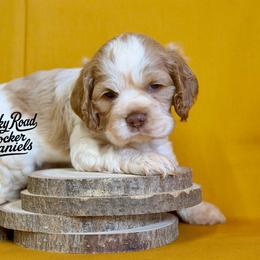 Gourdy - Buff and white male Cocker Spaniel puppy in Nashville, Arkansas from Rocky Road Puppies