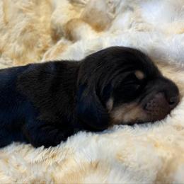 BC Girl Two - Black and cream female Dachshund puppy in Rutherfordton, North Carolina from Mountain Farm Dachshunds