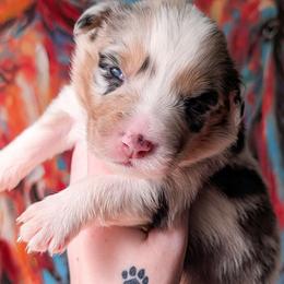 Snow White - Blue merle female Australian Shepherd puppy in Georgetown, Texas from River Reign Australian Shepherds