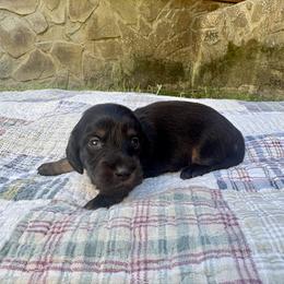 Black and tan female - Black and tan female Dachshund puppy in Ozark, Alabama from Honey Hill Dachshunds