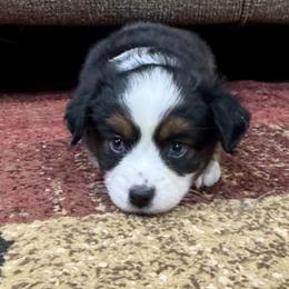 Gidget - Black tri female Miniature American Shepherd puppy in Rindge, New Hampshire from Lil' Bit Aussie