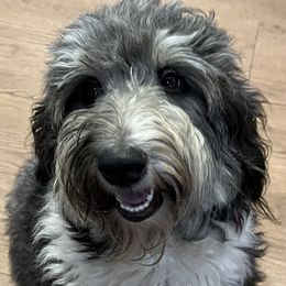 Moon Pi - Australian Shepherd