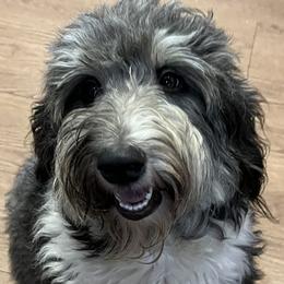 Moon Pi - Australian Shepherd