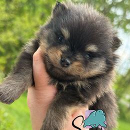 Dodger- 4000.00 dollars - Black and tan male Pomeranian puppy in Perry County, Ohio from Speechless Pom’s