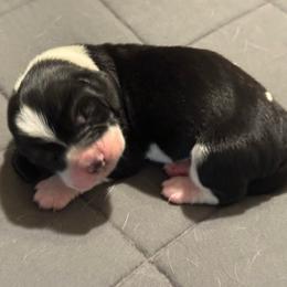 Boy 1 - Black and white male Basset Hound puppy in Knoxville, Tennessee from Well Hounded Bassets
