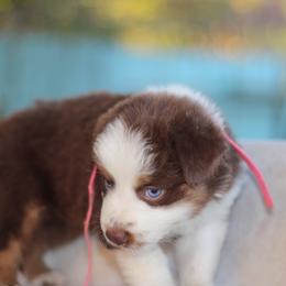 Tesa - Red tri-color female Australian Shepherd puppy in Bloomington, California from Oro’z Farm Aussies