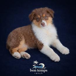 Australian Shepherd Puppies from Bon Temps Ranch