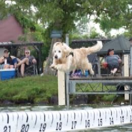 Golden Retrievers from Oceans Breeze Golden Retrievers