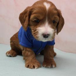Cobalt  blue collar - Caramel male Australian Labradoodle puppy in Provo, Utah from EllsWORTH Labradoodles LLC