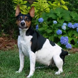 Piper - Rat Terrier
