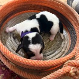 Dark purple girl - Black and white female Basset Hound puppy in Walters, Oklahoma from Solo Spur Ranch