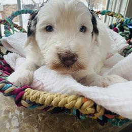 Stache - Brown and white male Bernedoodle puppy in Sherman, Illinois from Shirl Doodle Life