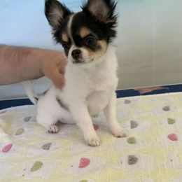 Chihuahua Puppies from Wee Lil’Rascals
