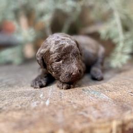 Libra - Chocolate female Goldendoodle puppy in Pollock Pines, California from Penny Lane’s Doodles