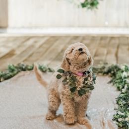 Goldendoodle Puppies from KandE Doodles