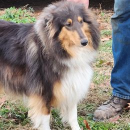 Willow - Collie