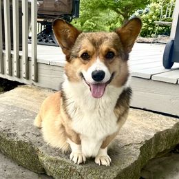 Lolah - Pembroke Welsh Corgi