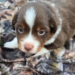 Mossy - Red tri male Miniature Australian Shepherd puppy in Paris, Texas from Blue Envy Mini Aussies